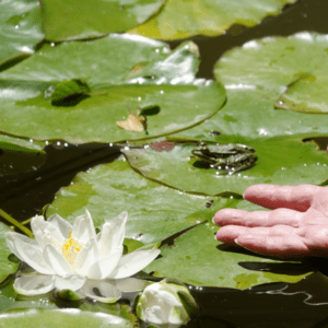 Seerosen im Teich des Mülitals und eine Hand, die sich sachte einem Frosch nähert.